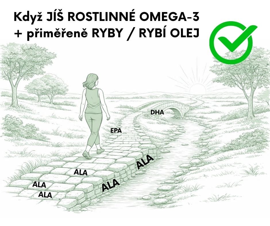 Správně: ALA jako základ + doplněk EPA a DHA